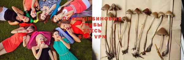 сатива Алзамай